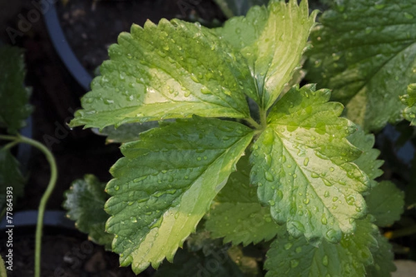 Obraz strawberry in garden