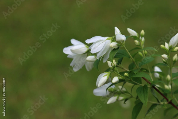 Obraz Blooming jasmine bush.