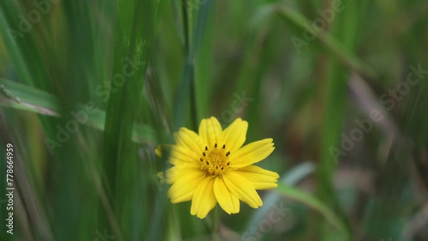Fototapeta yellow dandelion flower