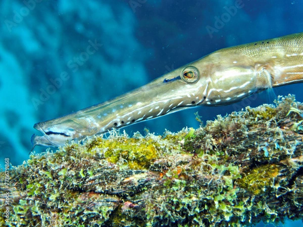 Obraz Flutefish on a reef off Bonaire