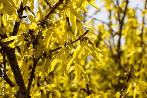 Obraz Forsythia blossoms on a forsythia tree