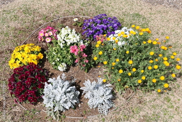 Fototapeta 寄せ植え。シロタエギク,ビオラ,カレンデュラ,プリムローズ,キンギョソウ