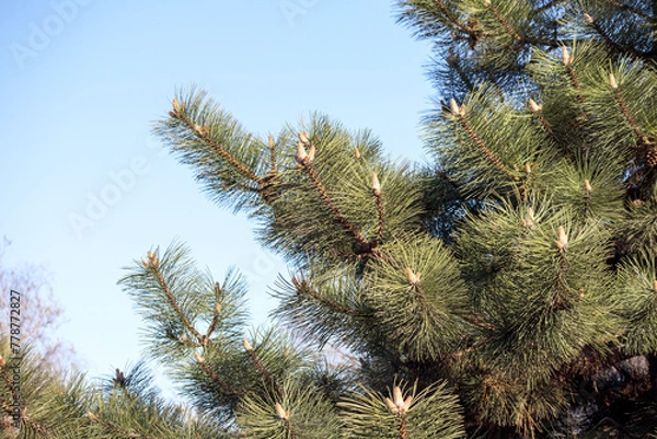 Obraz pine tree branch with small buds