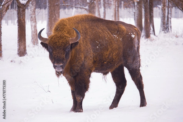 Fototapeta american bison in the snow