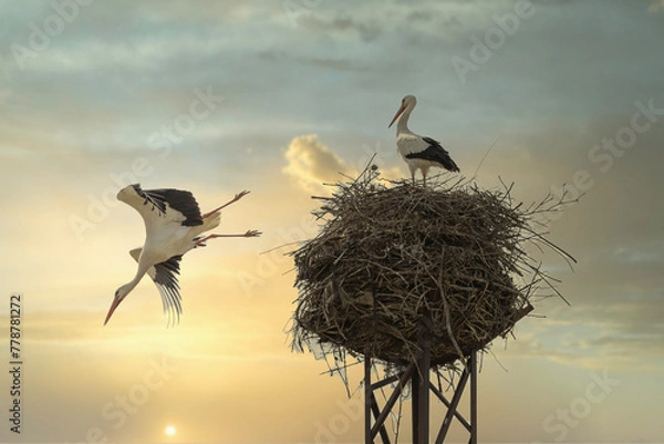 Obraz Nido de cigüeñas sobre torre de luz