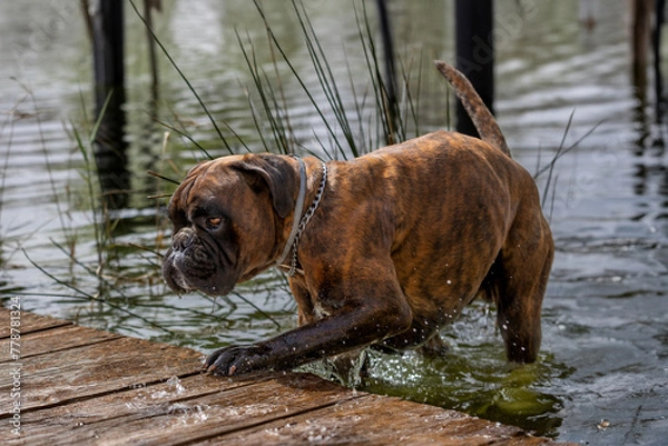 Fototapeta Perro de raza Boxer bañándose en el lago
