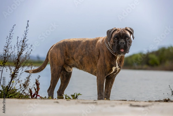 Obraz Perro de raza Boxer bañándose en el lago