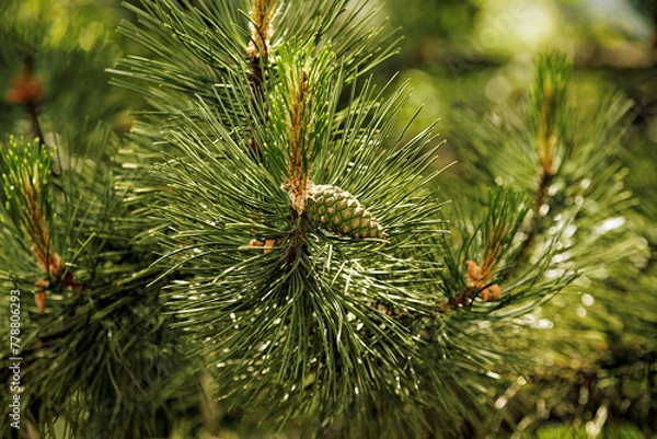 Obraz Green pine cone on a branch