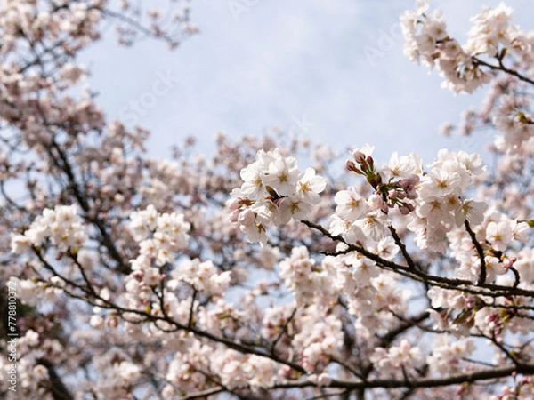 Obraz cherry blossom in spring