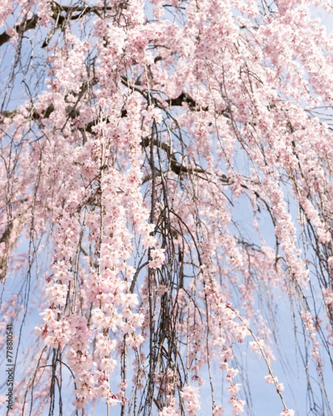 Obraz weeping cherry blossoms