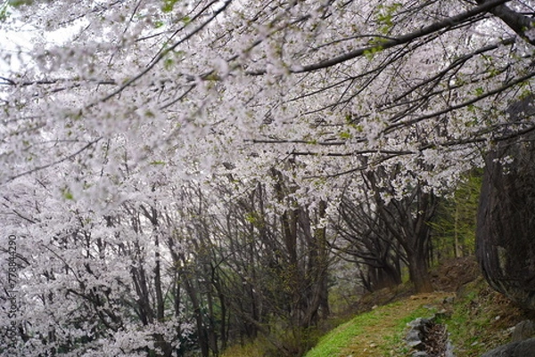 Fototapeta 봄 벚꽃