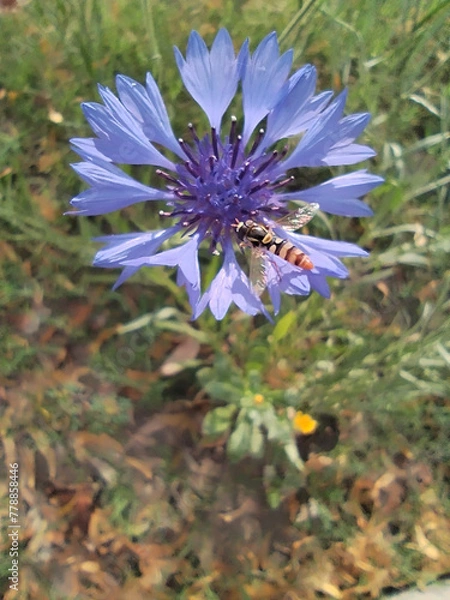 Obraz bee on a flower