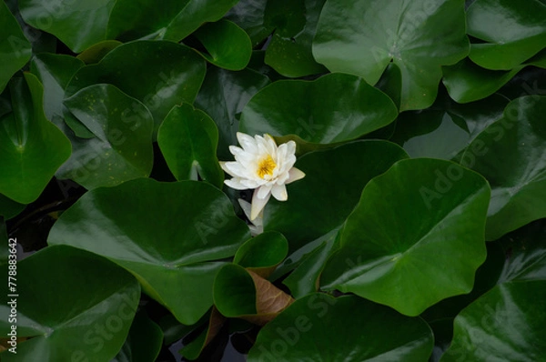 Obraz lotus
