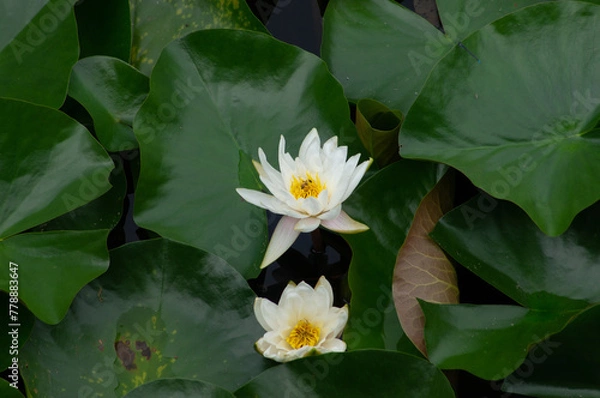 Obraz lotus

