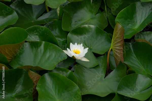 Obraz lotus
