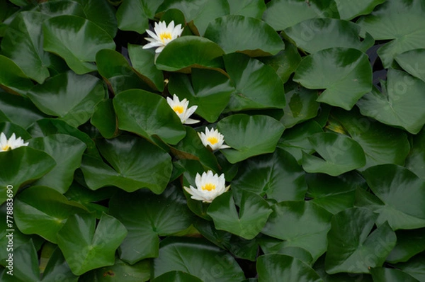 Obraz lotus
