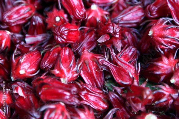 Obraz Caribbean Sorrel Calyces