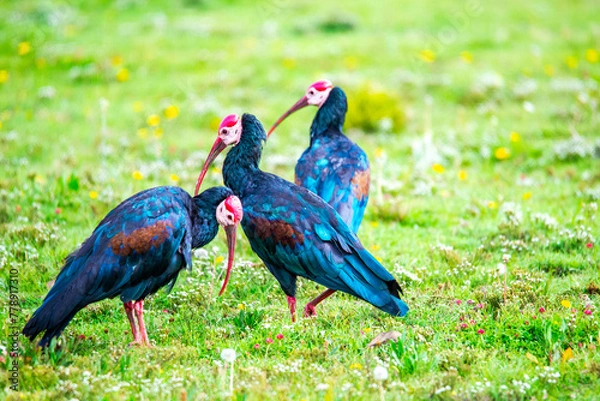 Fototapeta Bald ibis in Lesotho