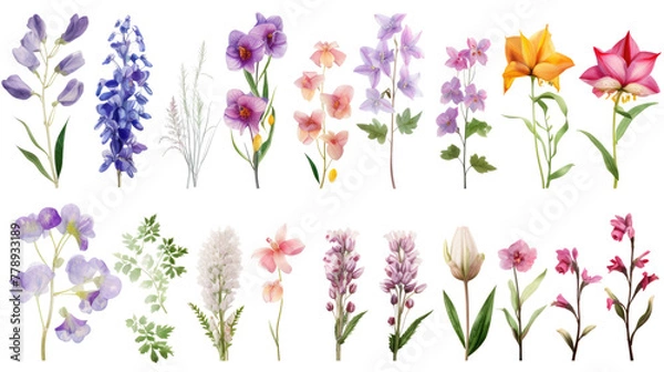 Fototapeta Set of watercolor wildflowers painting isolated on clear png background and transparent background. Fresh and nature concept for nature decorative and flower element, AI generative.	