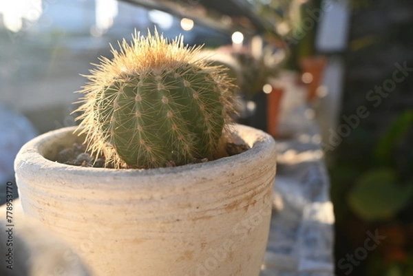 Fototapeta cactus in a pot