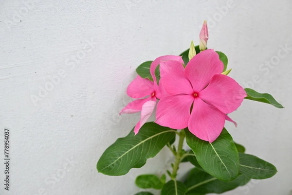 Fototapeta pink flower