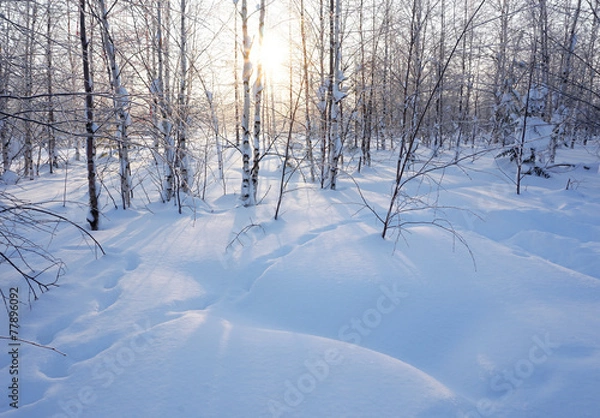 Fototapeta Landscape. winter forest