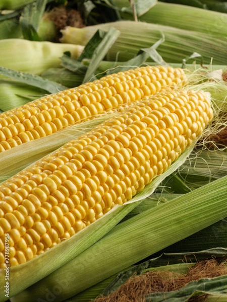 Obraz Fresh corn on the cob