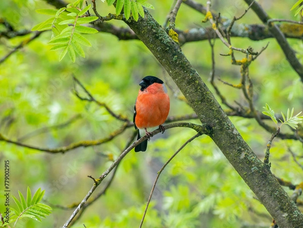 Fototapeta A male bullfinch sits on the branch of a mountain ash tree in spring
