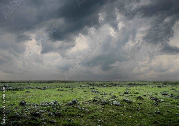 Obraz The green field in the rain