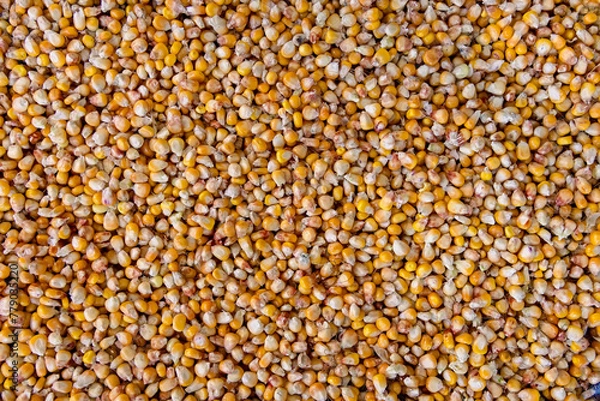 Obraz Raw corn seeds pattern