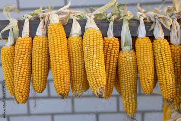 Obraz Raw corn cobs