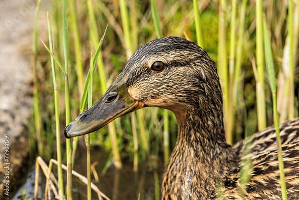 Obraz Mallard on a lake in reed grass