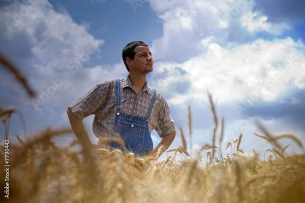 Obraz farmer in a wheat field