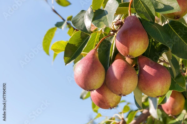 Obraz Dojrzałe gruszki