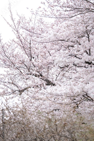 Obraz 桜全体