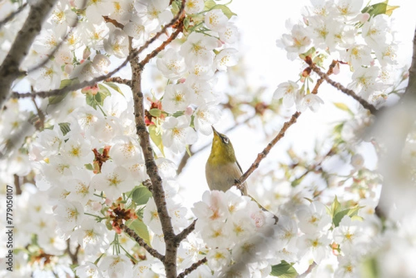Obraz メジロと桜