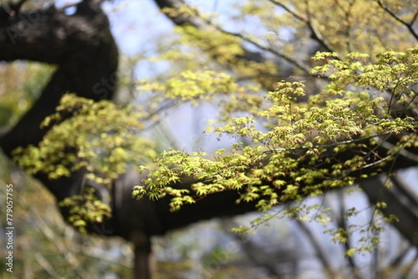 Fototapeta 枝垂れ桜