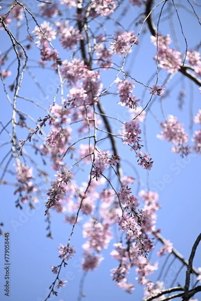 Fototapeta 黄色の花