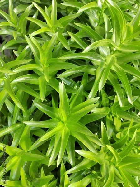 Obraz green grass background