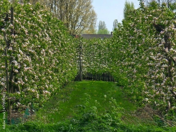 Fototapeta ivy on the wall