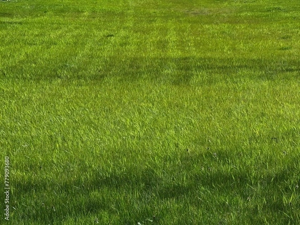 Obraz green grass background