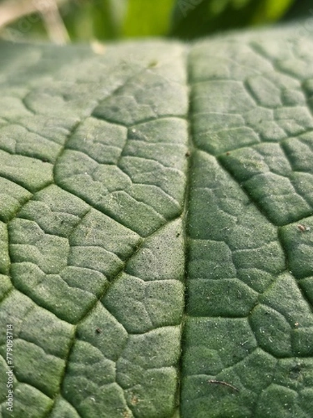 Obraz green leaf background