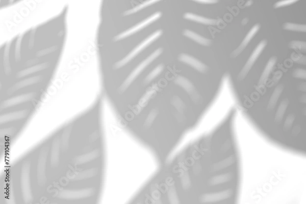 Fototapeta Realistic monstera leaf shadow overlay effect isolated on transparent background. Tropical plant leaves blur shadows on a white wall. .White and Black for overlaying a photo or mockup