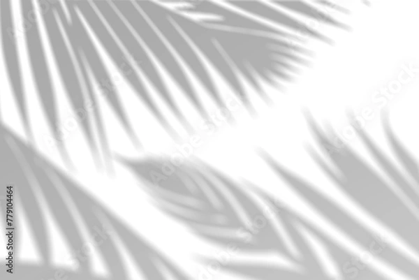 Fototapeta Realistic palm leaf shadow overlay effect isolated on transparent background. Tropical plant leaves blur shadows on a white wall. .White and Black for overlaying a photo or mockup