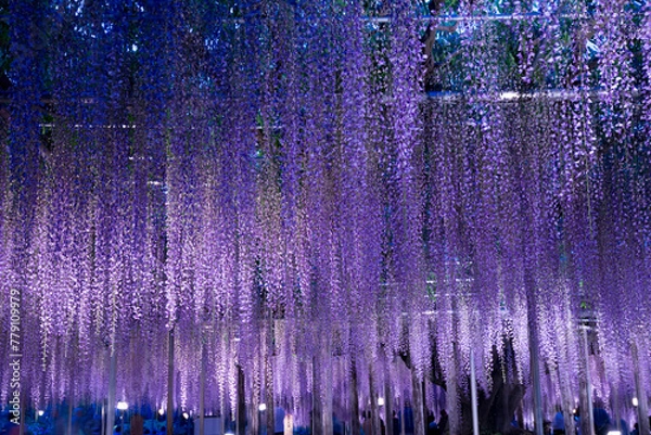 Fototapeta ライトアップされた藤棚