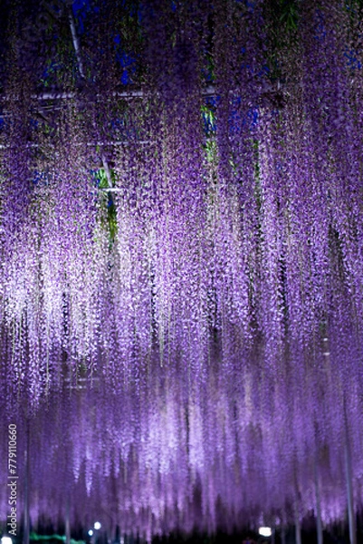 Fototapeta ライトアップされた藤棚