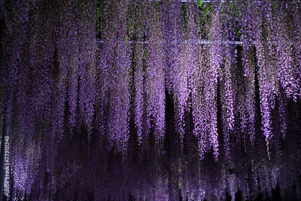 Fototapeta ライトアップされた藤棚