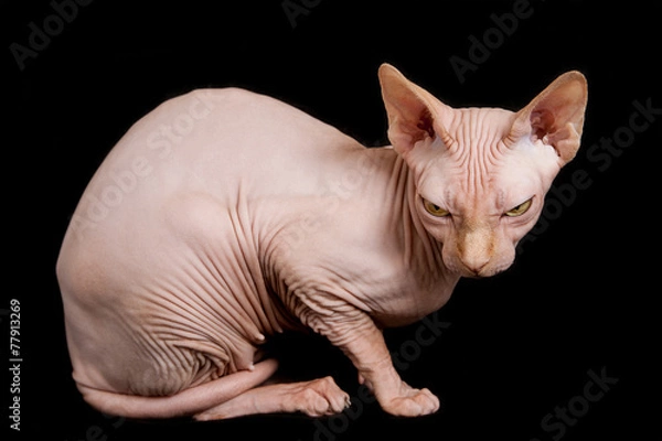 Obraz cat sphinx