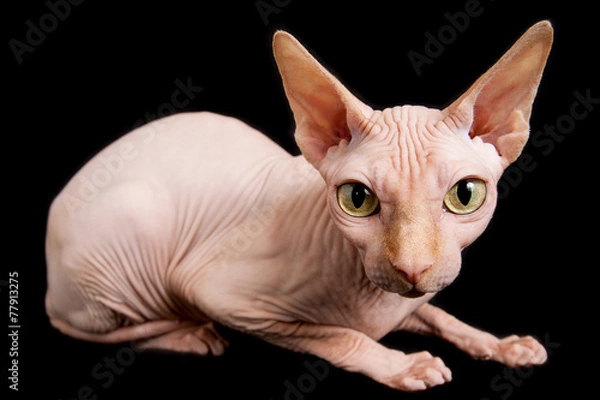 Obraz cat sphinx