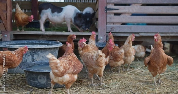 Fototapeta A group of chickens are standing in a pen next to a pig. The chickens are eating from a trough and the pig is eating from a trough as well